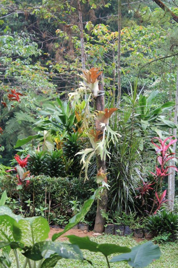 The Forest Villa Bogor Exterior foto